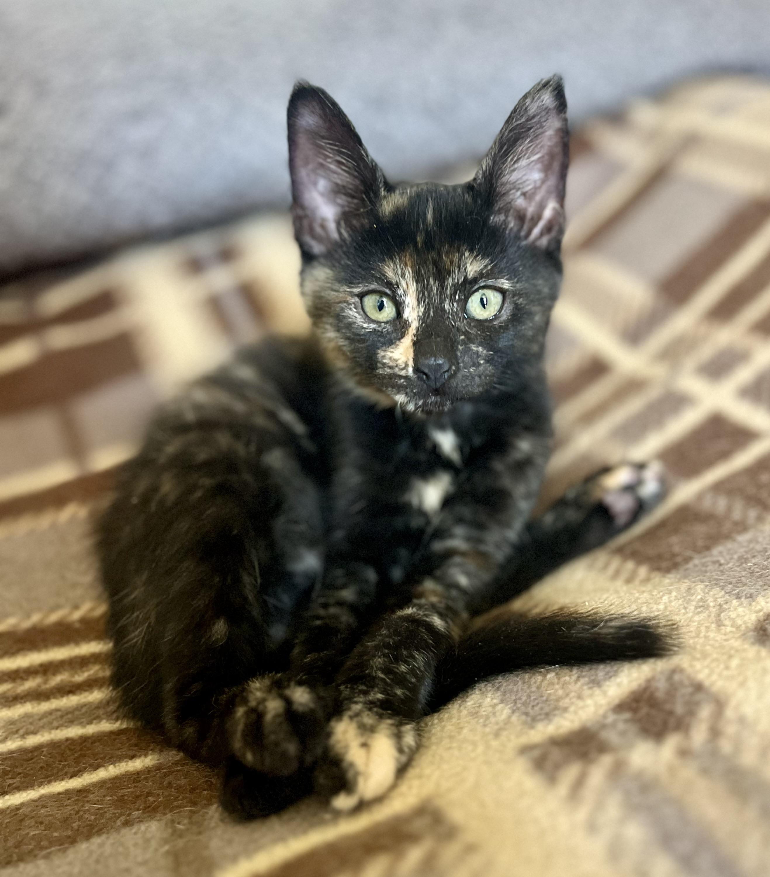 Kiki, Adopted, Kitten Female Tortoiseshell.