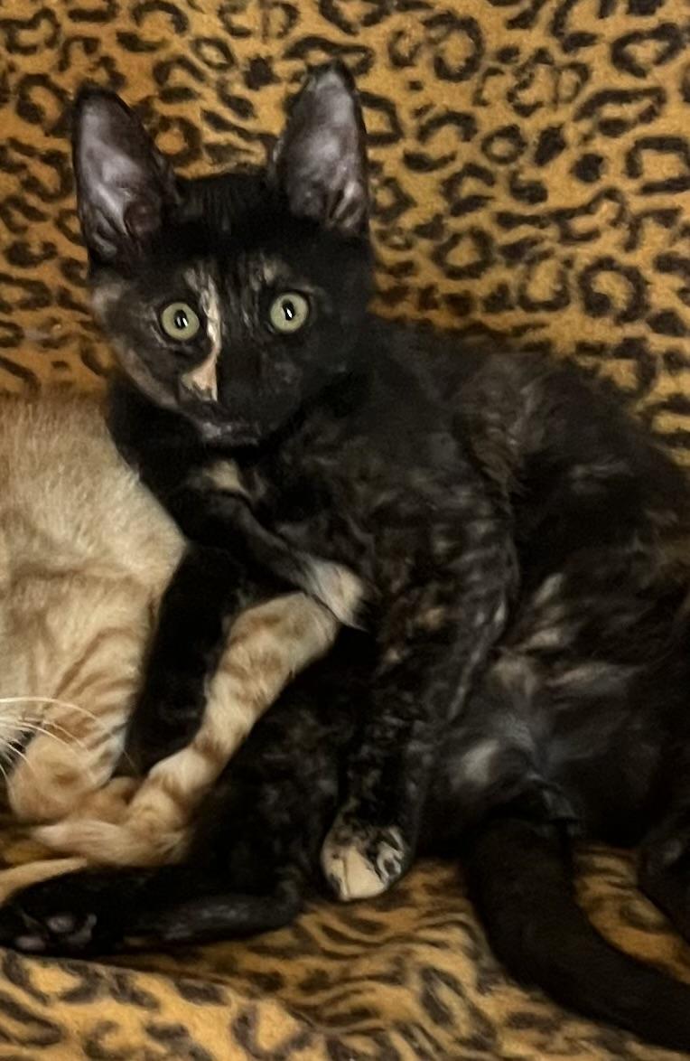 Enlarge Kiki, a Adopted Tortoiseshell in Lancaster, CA image 6/6