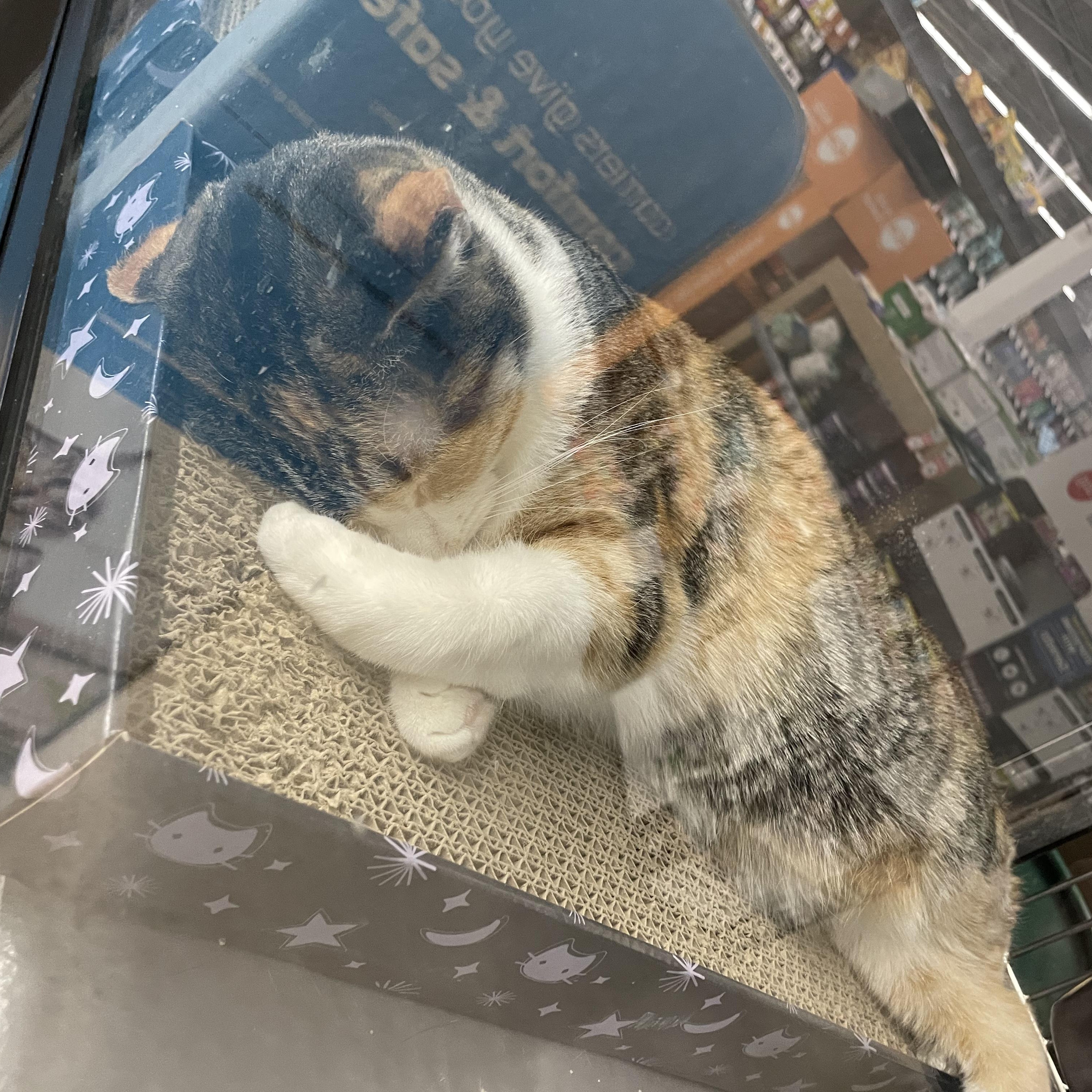 Enlarge Armani, a Adoptable Domestic Short Hair in Holly, MI image 1/6