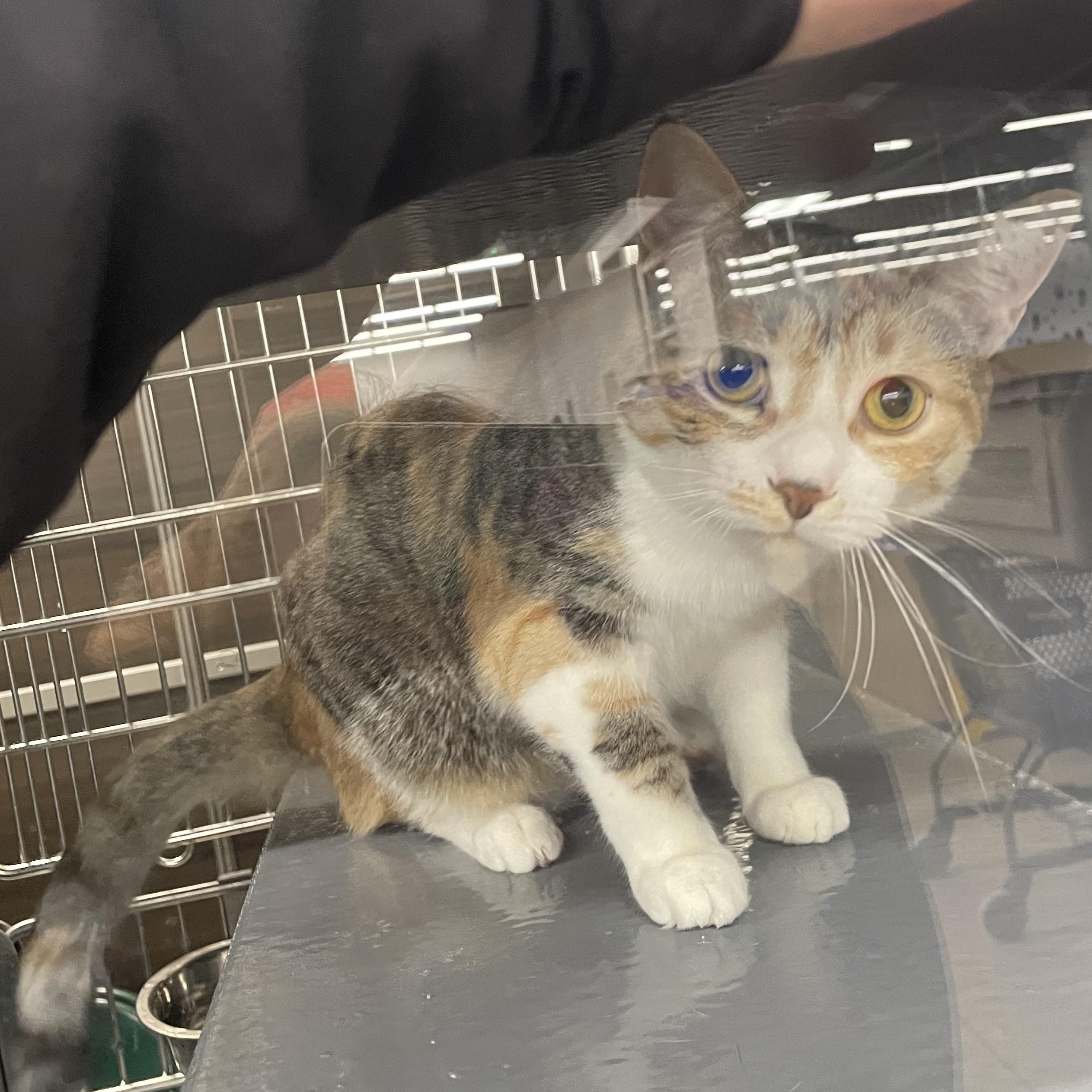 Enlarge Armani, a Adoptable Domestic Short Hair in Holly, MI image 2/6