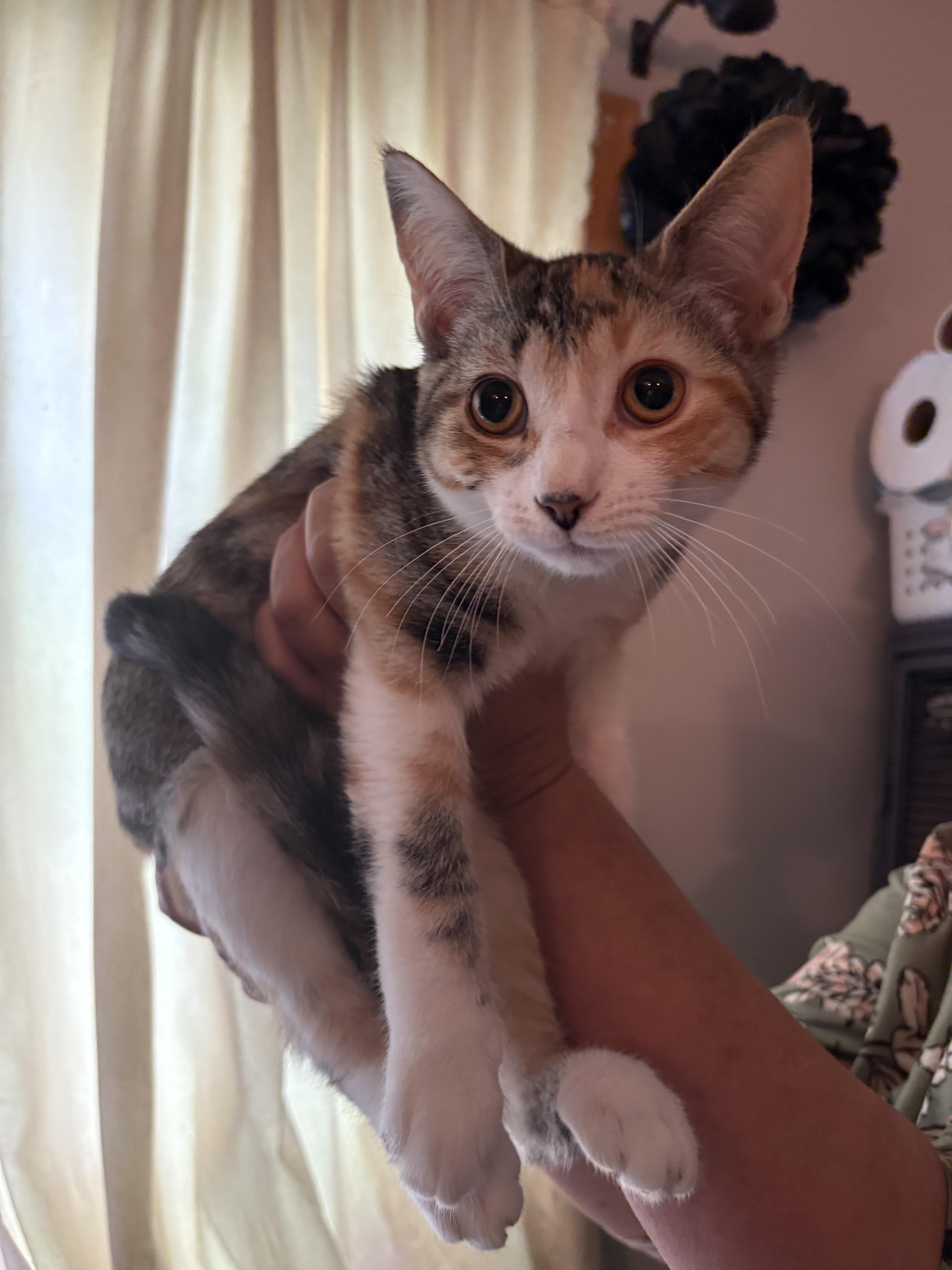 Enlarge Armani, a Adoptable Domestic Short Hair in Holly, MI image 1/1