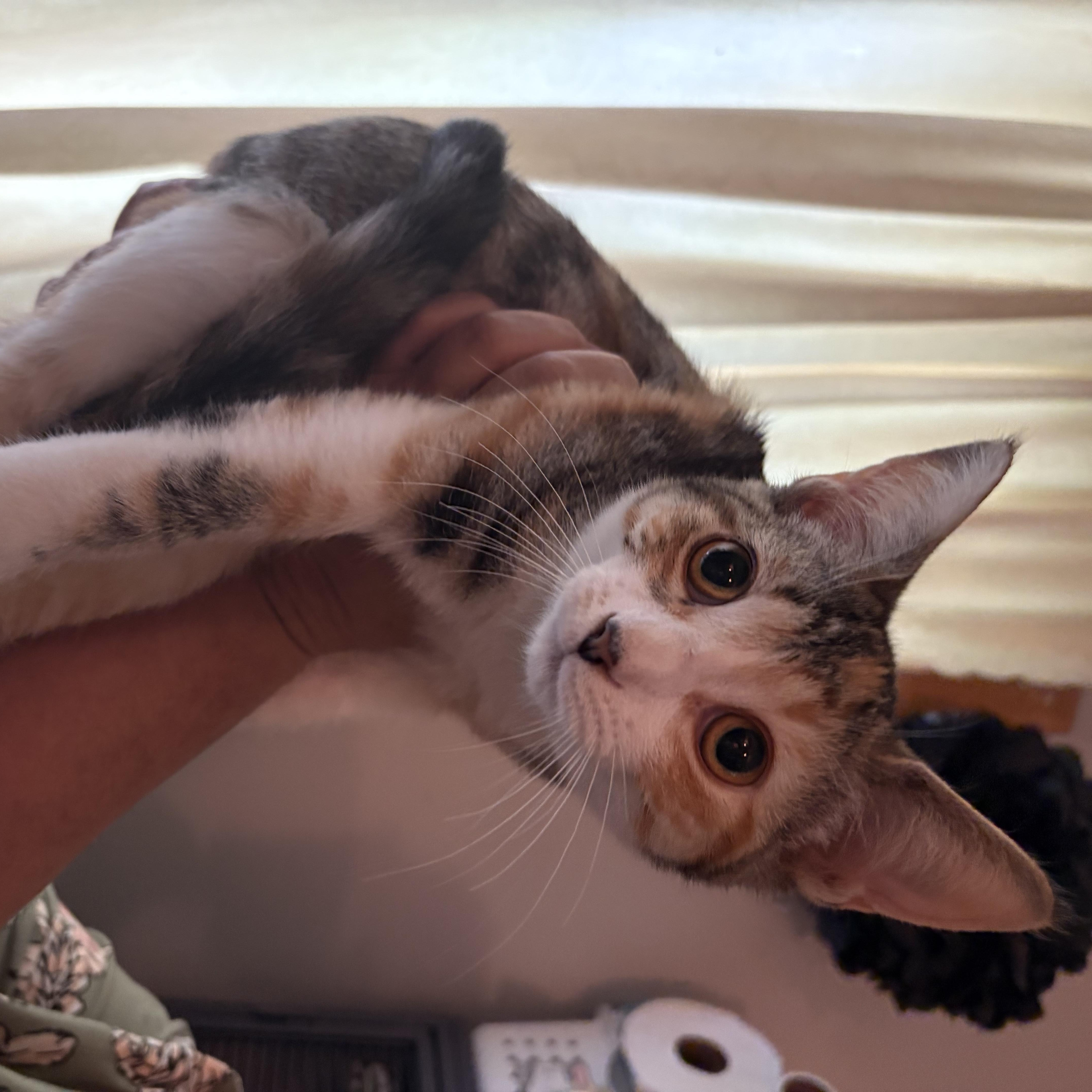 Enlarge Armani, a Adoptable Domestic Short Hair in Holly, MI image 3/6