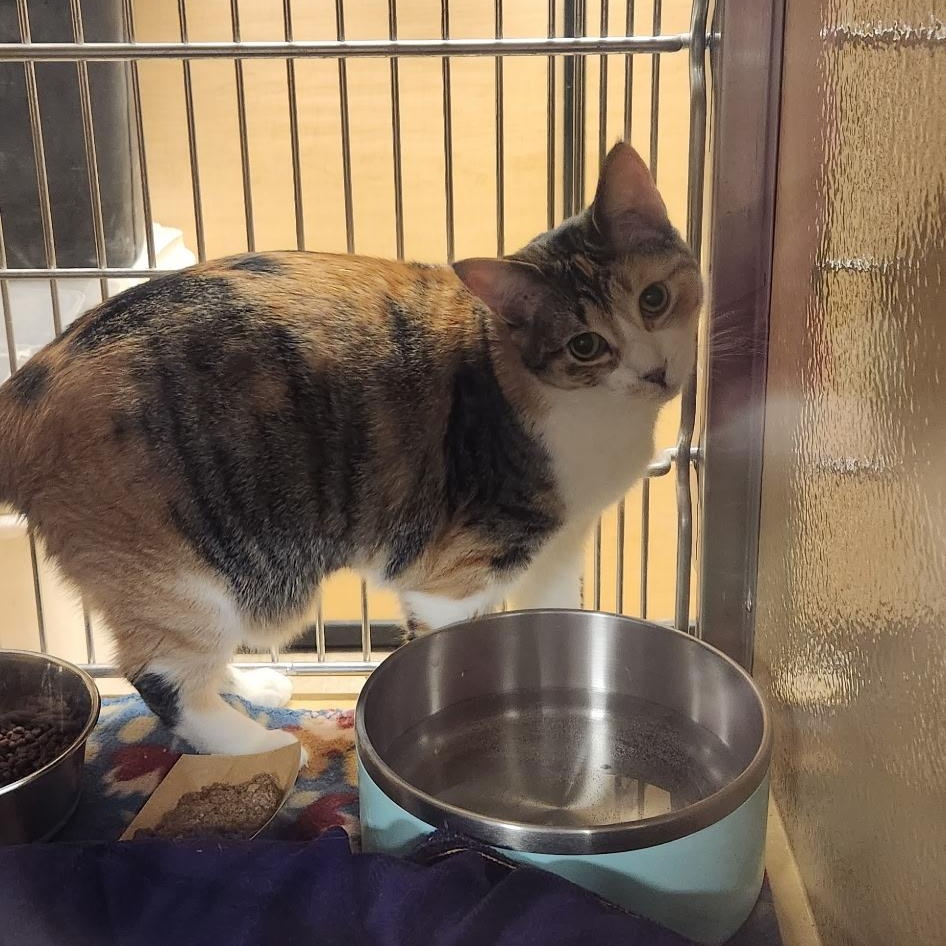 Enlarge Armani, a Adoptable Domestic Short Hair in Holly, MI image 4/6