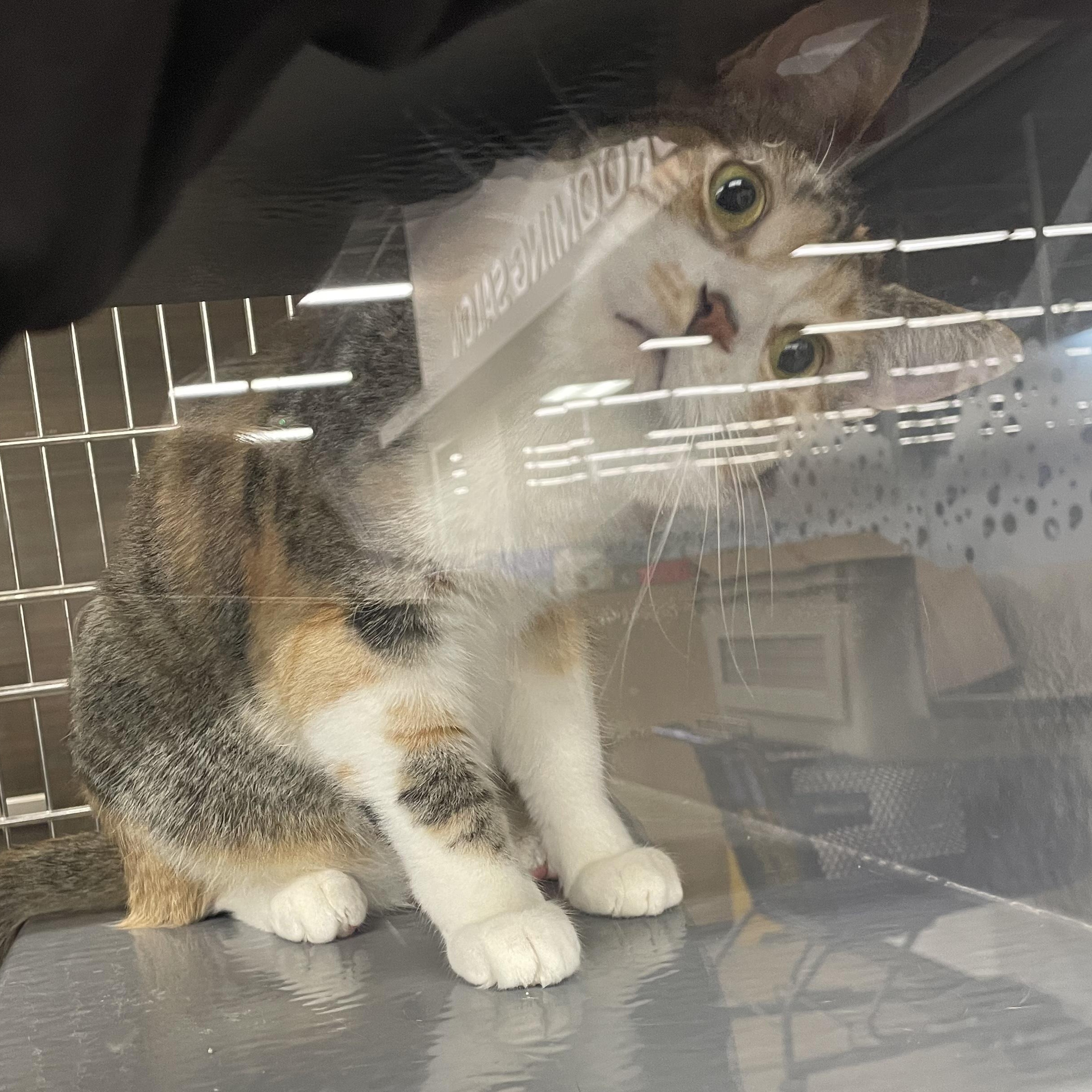 Enlarge Armani, a Adoptable Domestic Short Hair in Holly, MI image 5/6