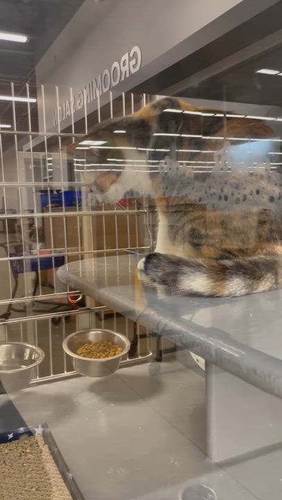 Enlarge Armani, a Adoptable Domestic Short Hair in Holly, MI video 6/6