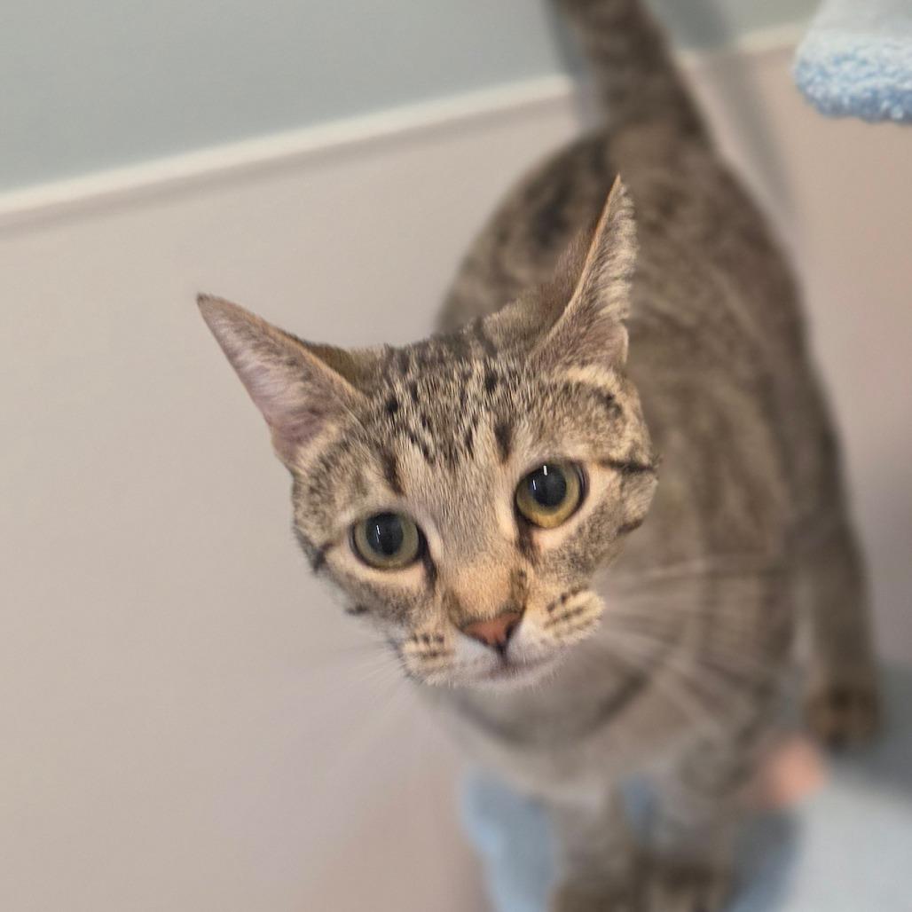 Cinnamon Toast, Adoptable, Adult Female Domestic Short Hair.