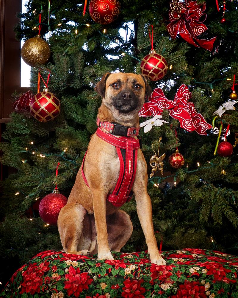 Enlarge Bucky AKA Bruce, a Adoptable mixed breed in Albuquerque, NM image 1/6