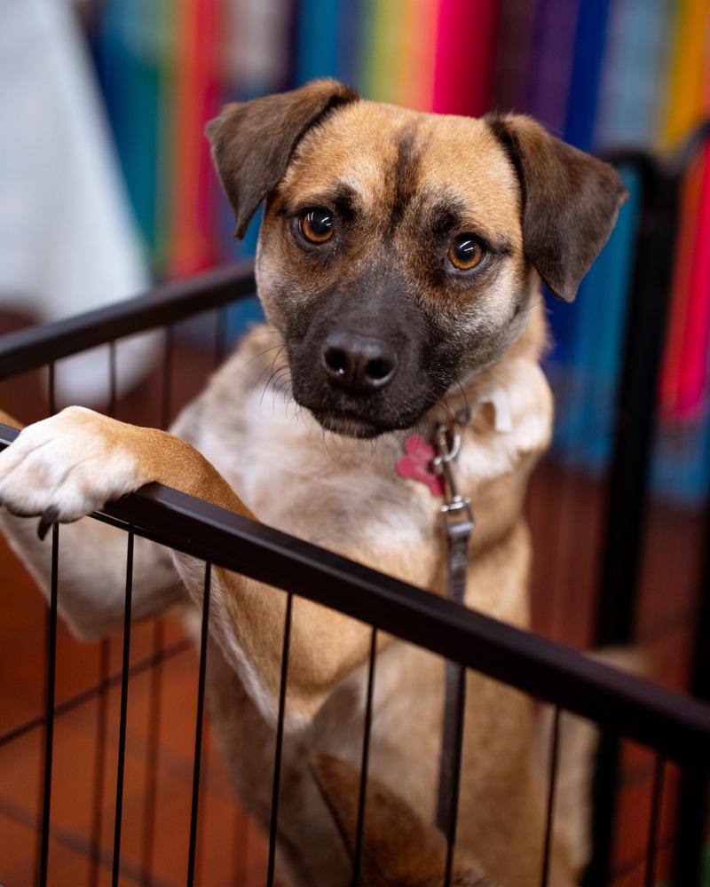 Bucky AKA Bruce, Adoptable, Young Male Corgi & Pug.