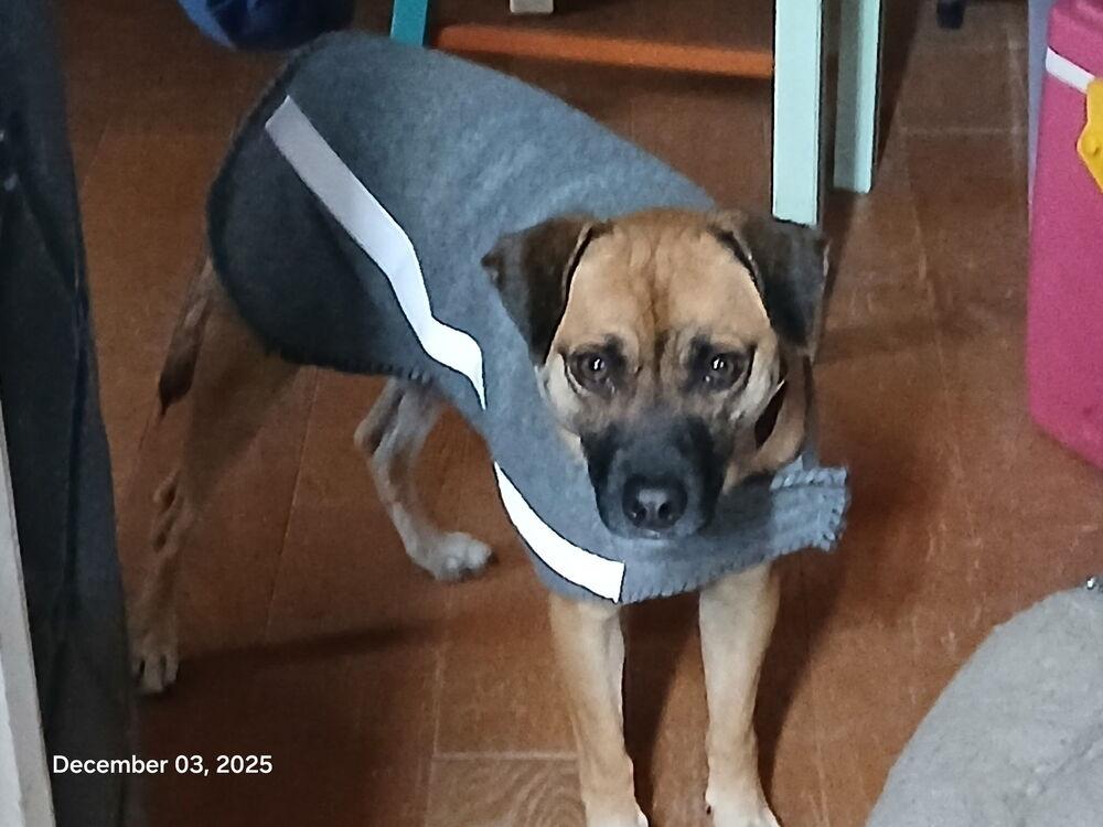 Enlarge Bucky AKA Bruce, a Adoptable mixed breed in Albuquerque, NM image 3/6