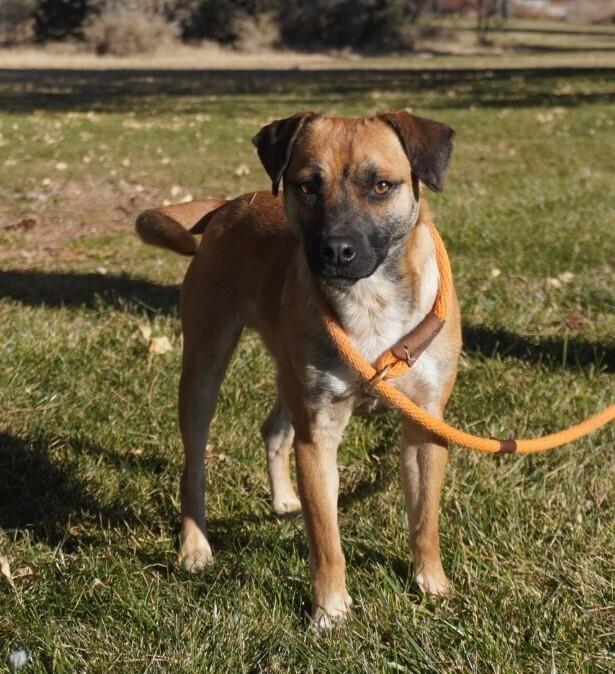 Enlarge Bucky AKA Bruce, a Adoptable mixed breed in Albuquerque, NM image 2/6