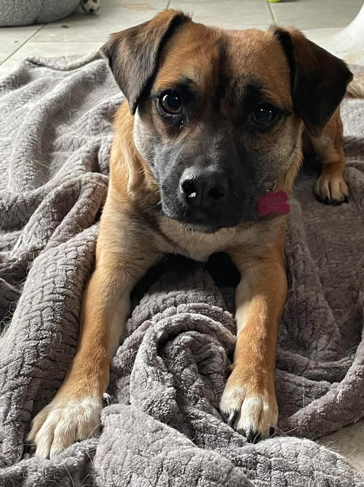 Enlarge Bucky AKA Bruce, a Adoptable mixed breed in Albuquerque, NM image 6/6