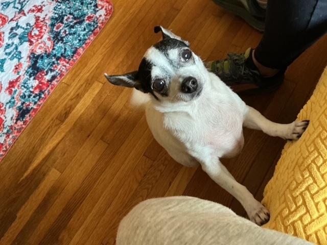 Enlarge Gracie ** Courtesy Post, a Adoptable mixed breed in Elmsford, NY image 1/2