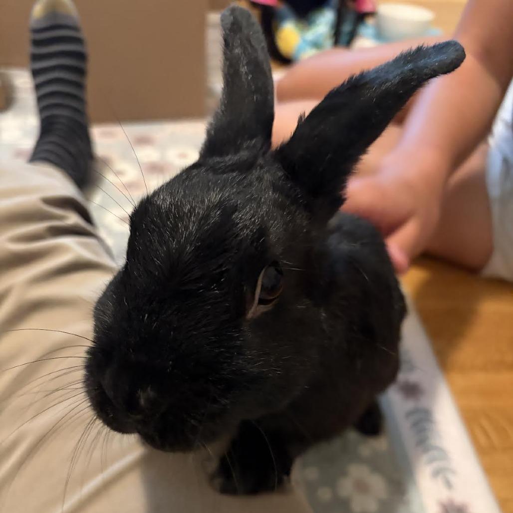Enlarge Chococat, a Adoptable Bunny Rabbit in Richmond, CA image 1/3