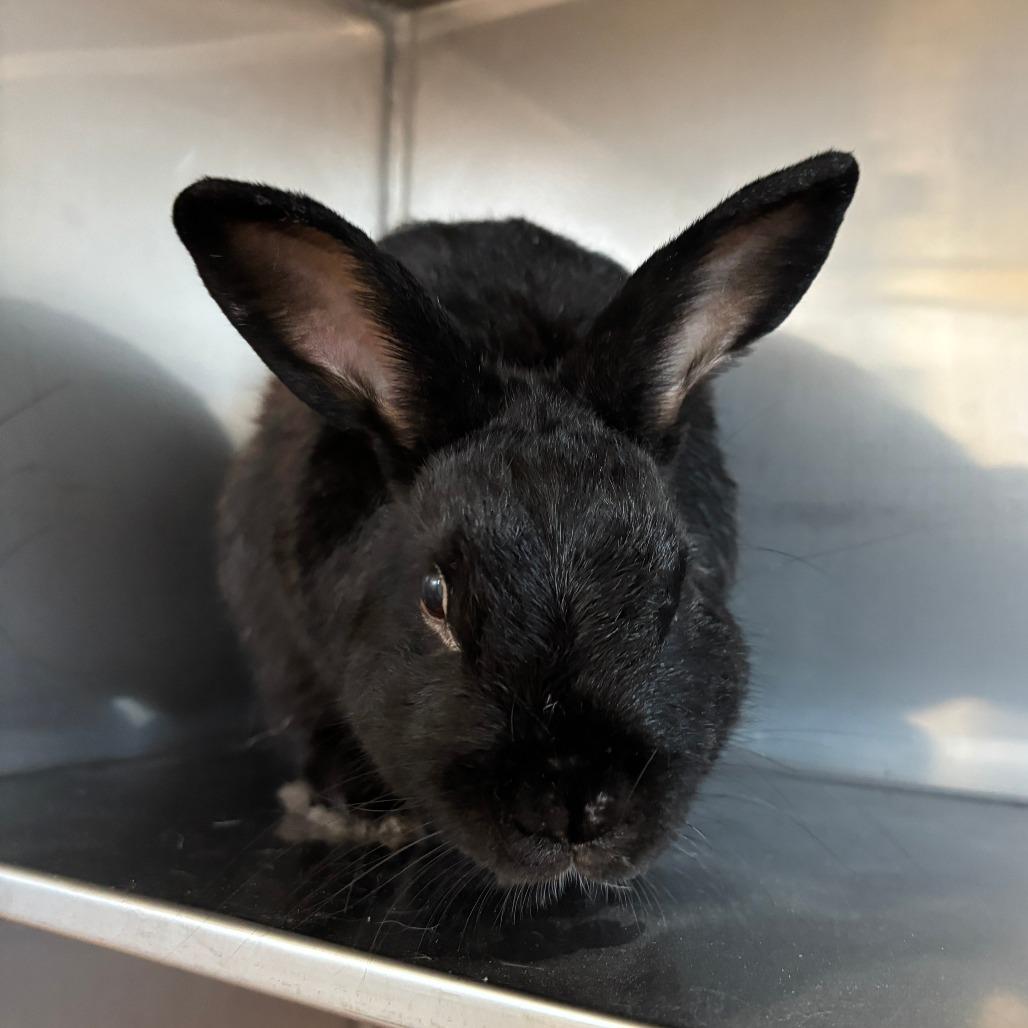 Enlarge Chococat, a Adoptable Bunny Rabbit in Richmond, CA image 2/3