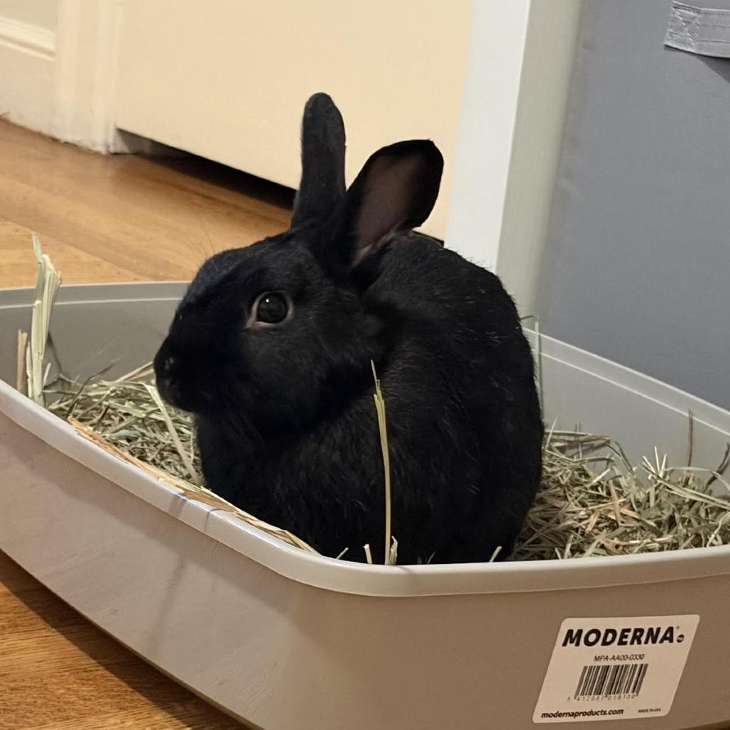 Enlarge Chococat, a Adoptable Bunny Rabbit in Richmond, CA image 3/3