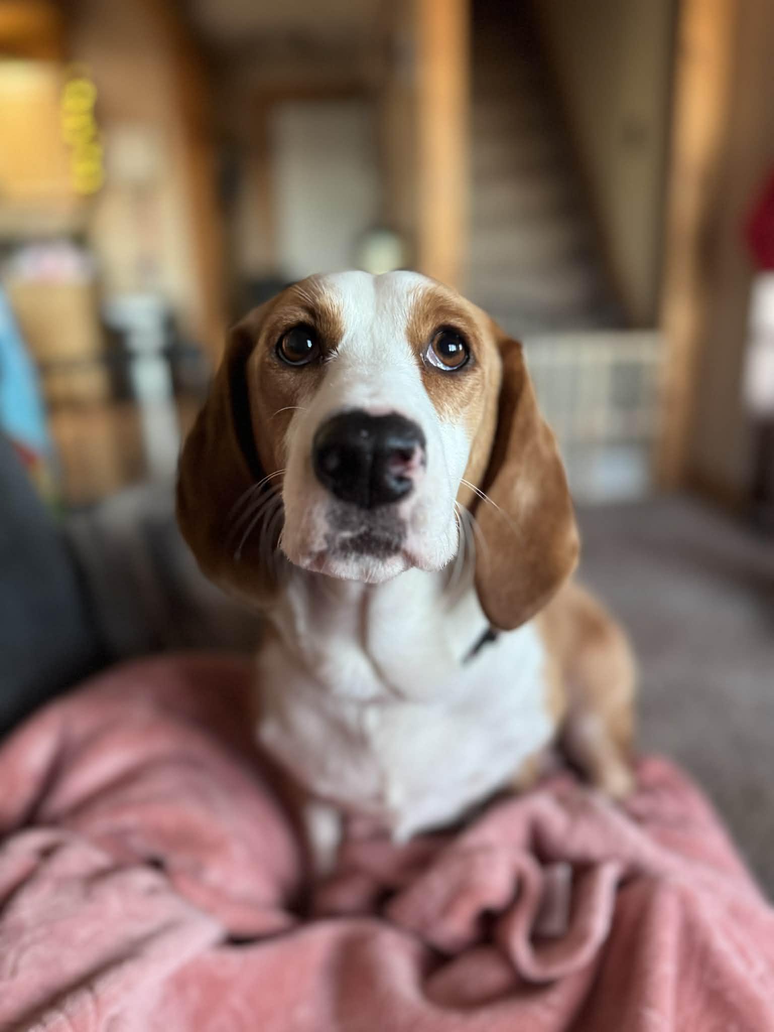 Stella, ADOPTABLE, Young Female Basset Hound.