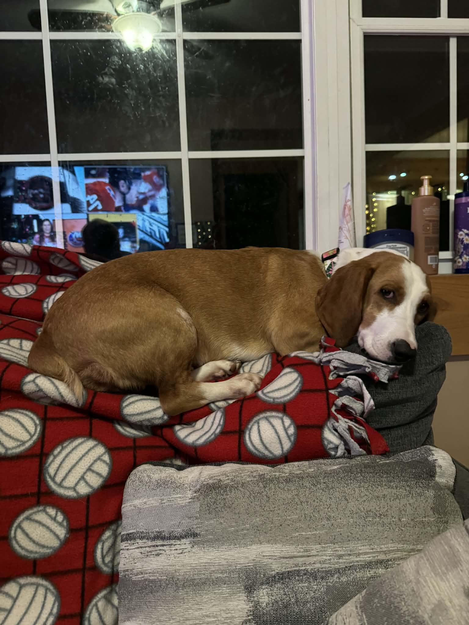 Enlarge Stella, a ADOPTABLE mixed breed in Byron, IL image 2/6