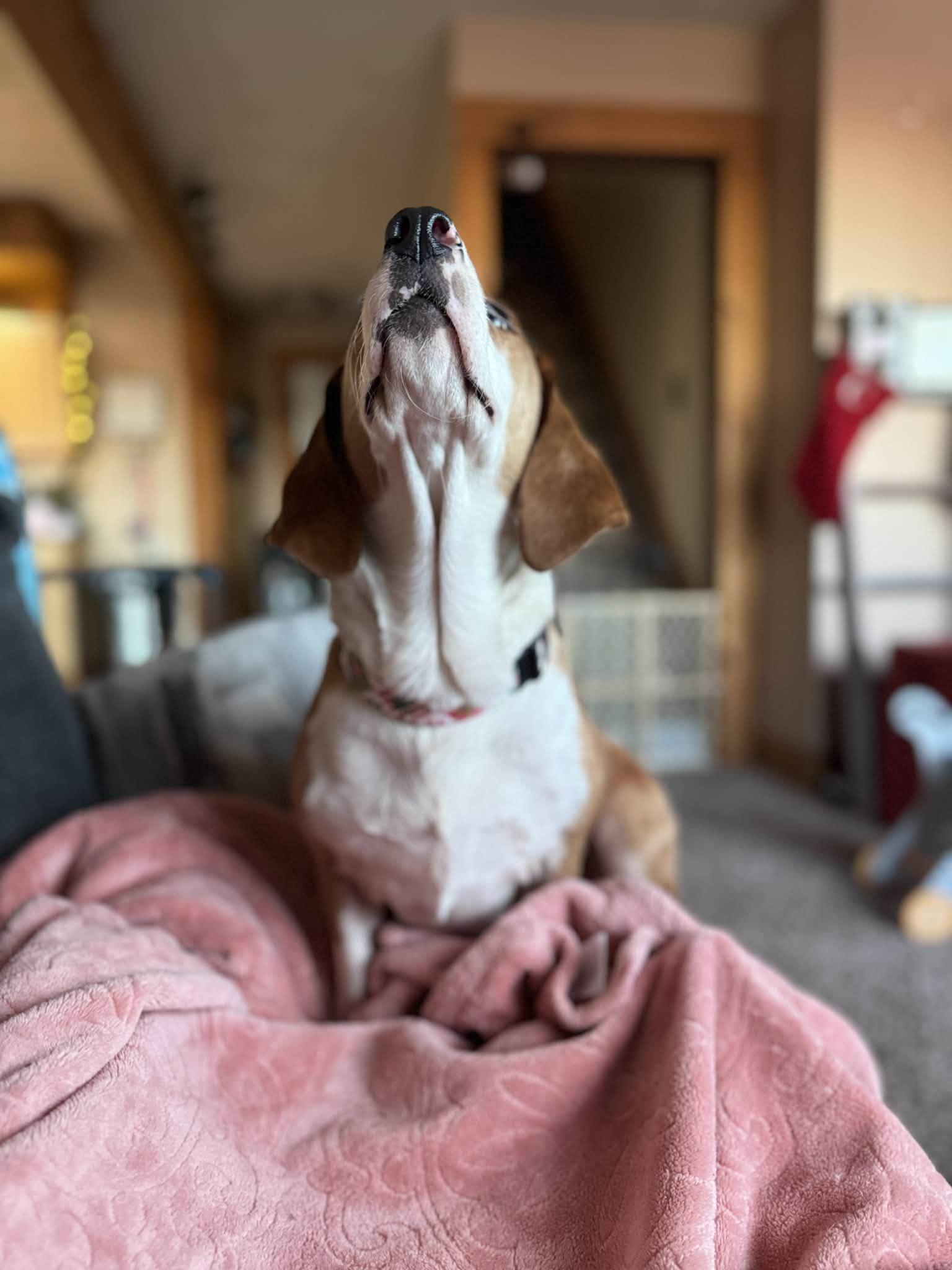 Enlarge Stella, a ADOPTABLE mixed breed in Byron, IL image 6/6