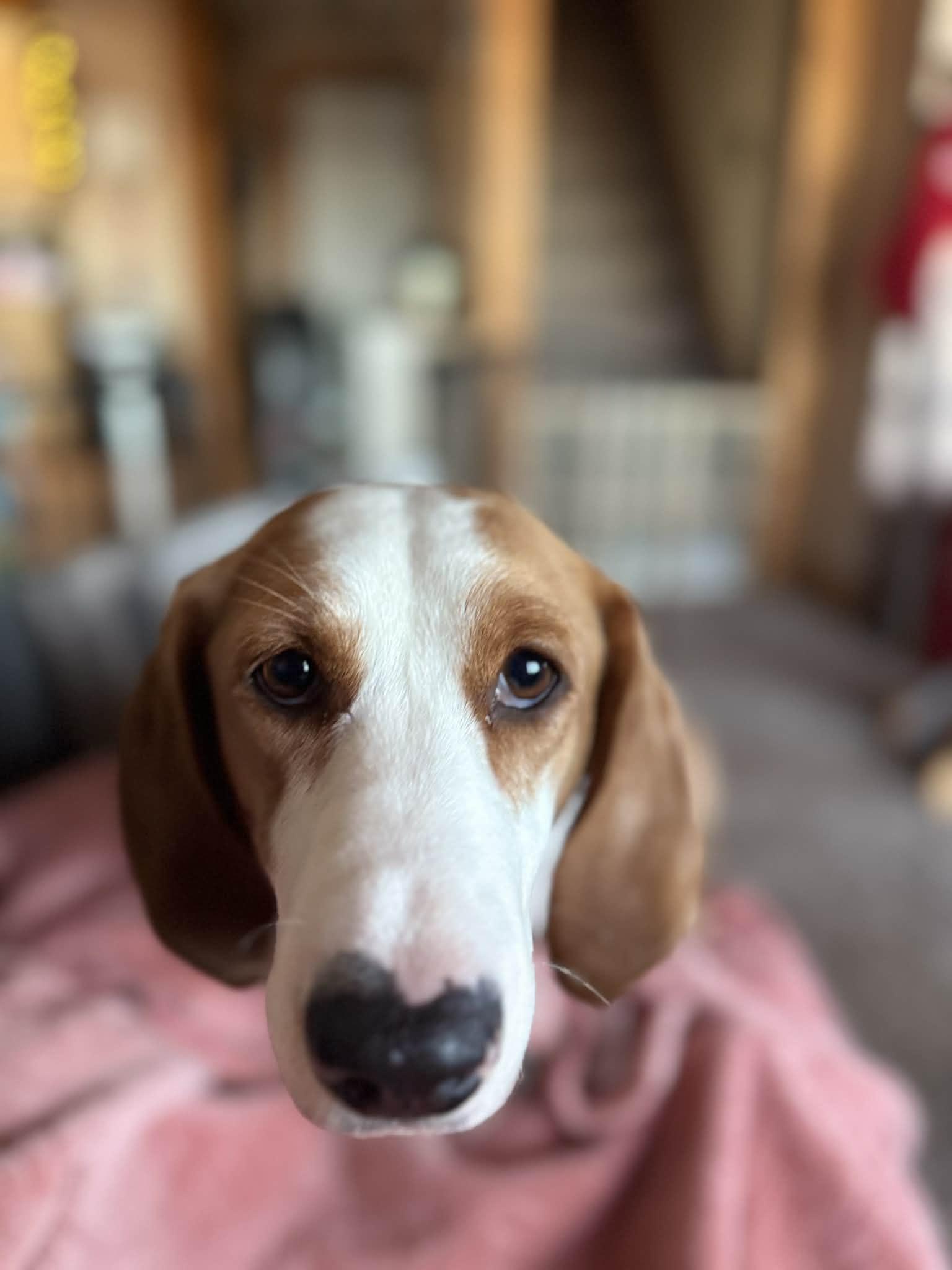 Enlarge Stella, a ADOPTABLE mixed breed in Byron, IL image 4/6