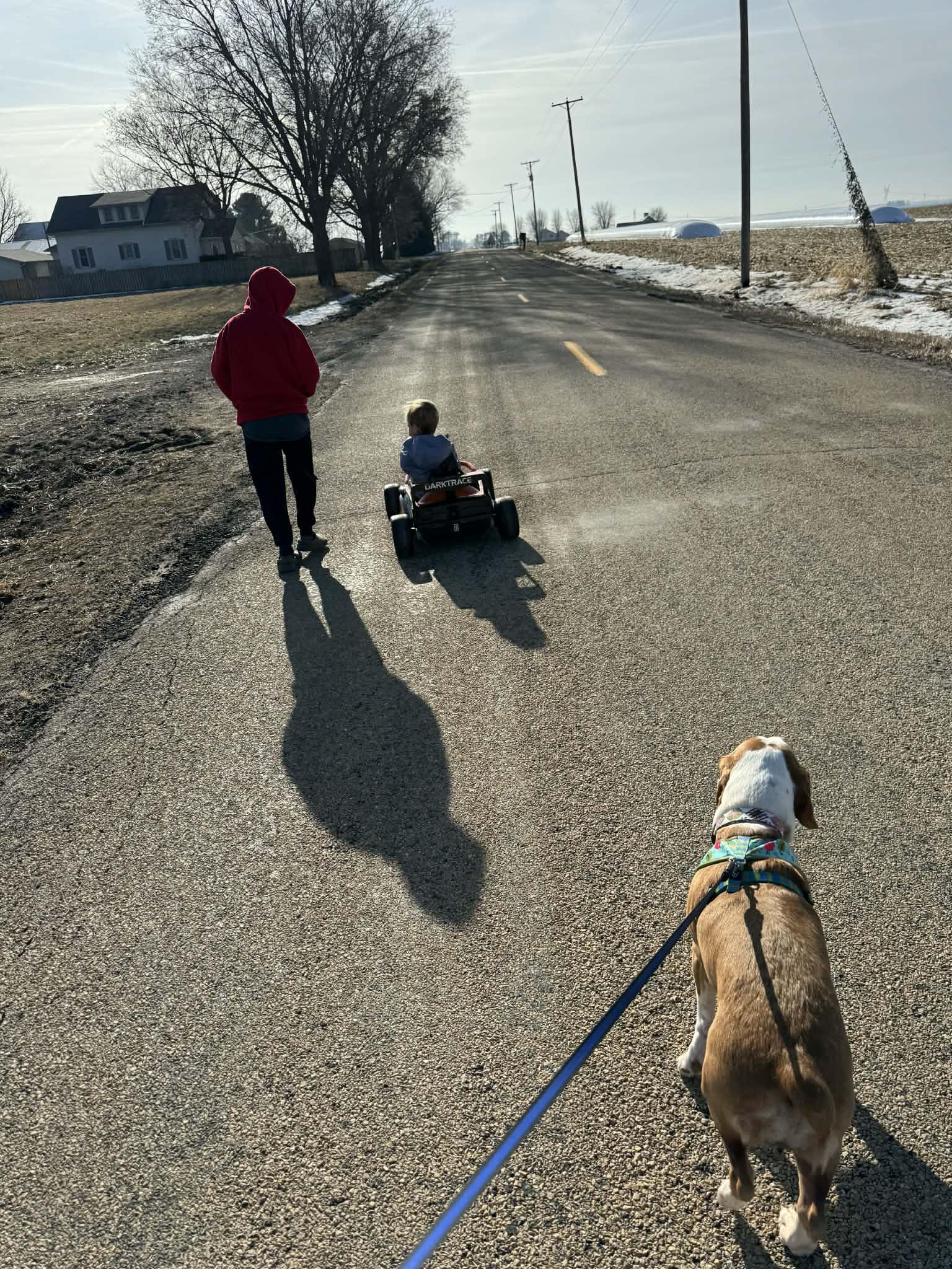 Enlarge Stella, a ADOPTABLE mixed breed in Byron, IL image 5/6
