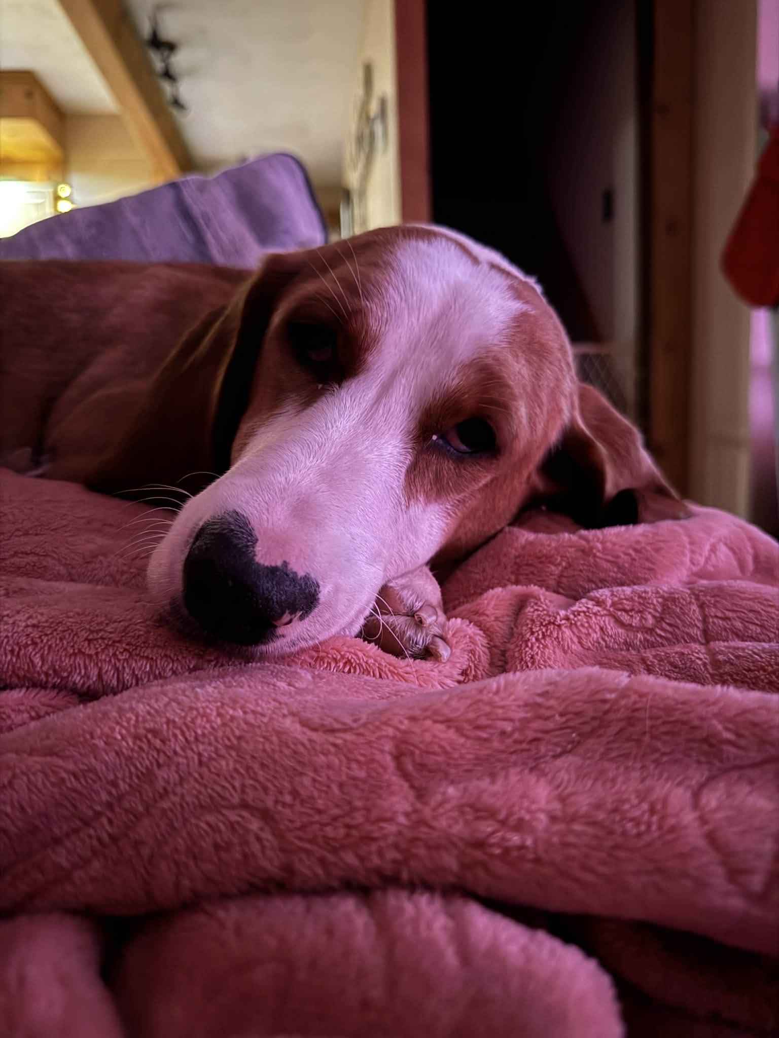 Enlarge Stella, a ADOPTABLE mixed breed in Byron, IL image 3/6