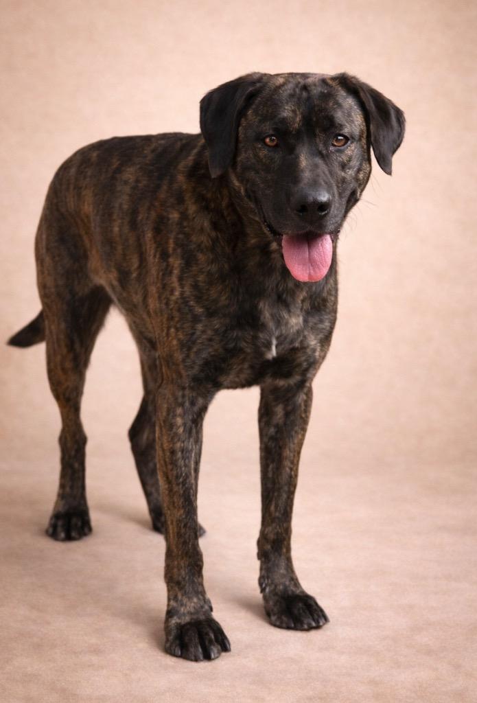 Enlarge Reba 25, a Adoptable mixed breed in Brookhaven, MS image 1/4