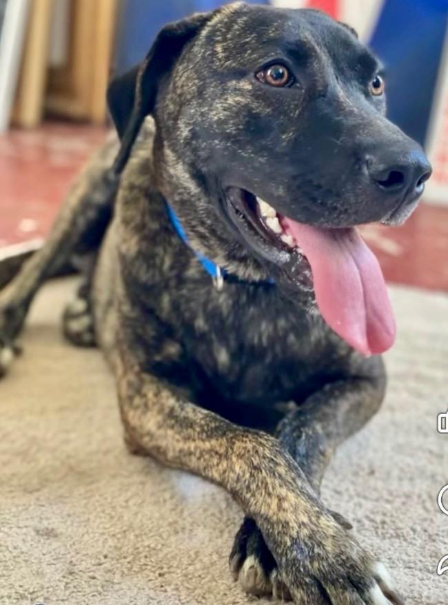 Reba 25, Adoptable, Adult Female Mixed Breed & Labrador Retriever.