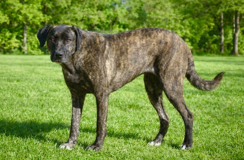 Enlarge Reba 25, a Adoptable mixed breed in Brookhaven, MS image 2/4