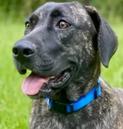 Enlarge Reba 25, a Adoptable mixed breed in Brookhaven, MS image 2/3