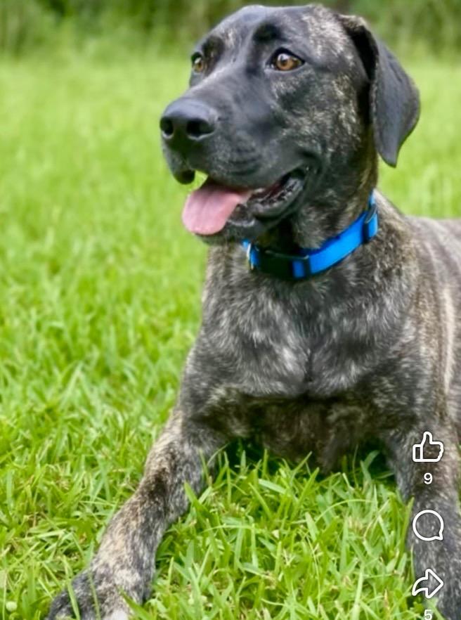 Enlarge Reba 25, a Adoptable mixed breed in Brookhaven, MS image 3/3