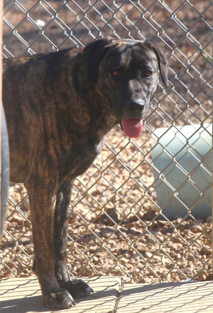 Enlarge Reba 25, a Adoptable mixed breed in Brookhaven, MS image 4/4