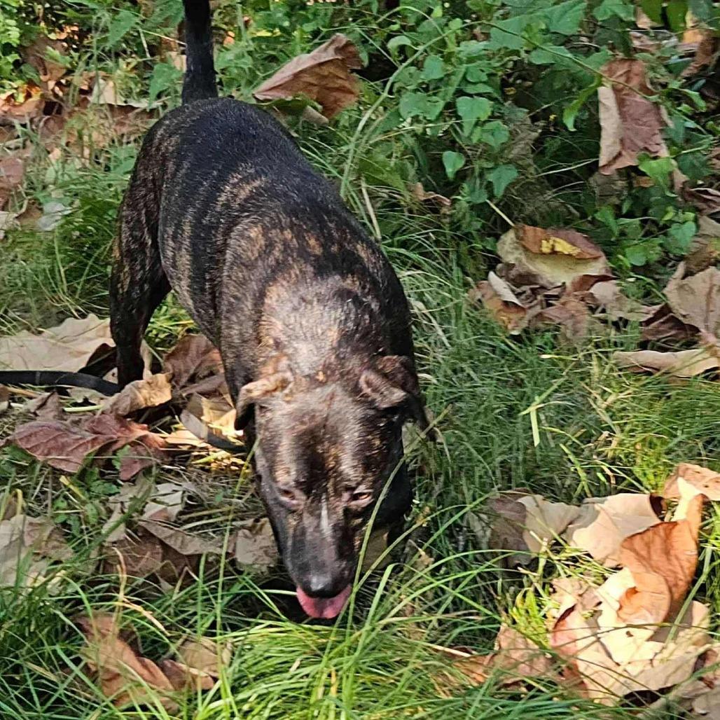 Andrea, Adoptable, Adult Female Mixed Breed.