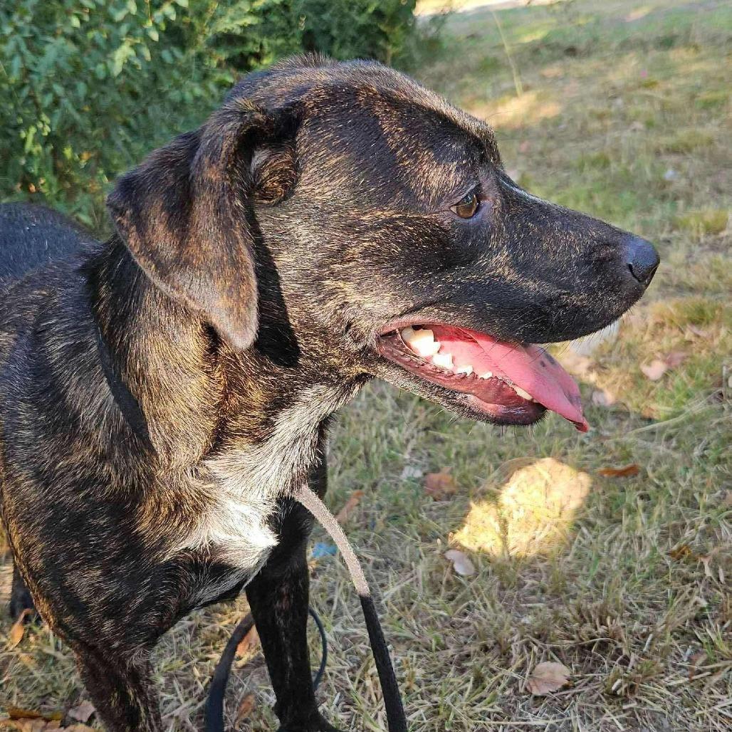 Enlarge Andrea, a Adoptable Mixed Breed in Perryville, AR image 2/3