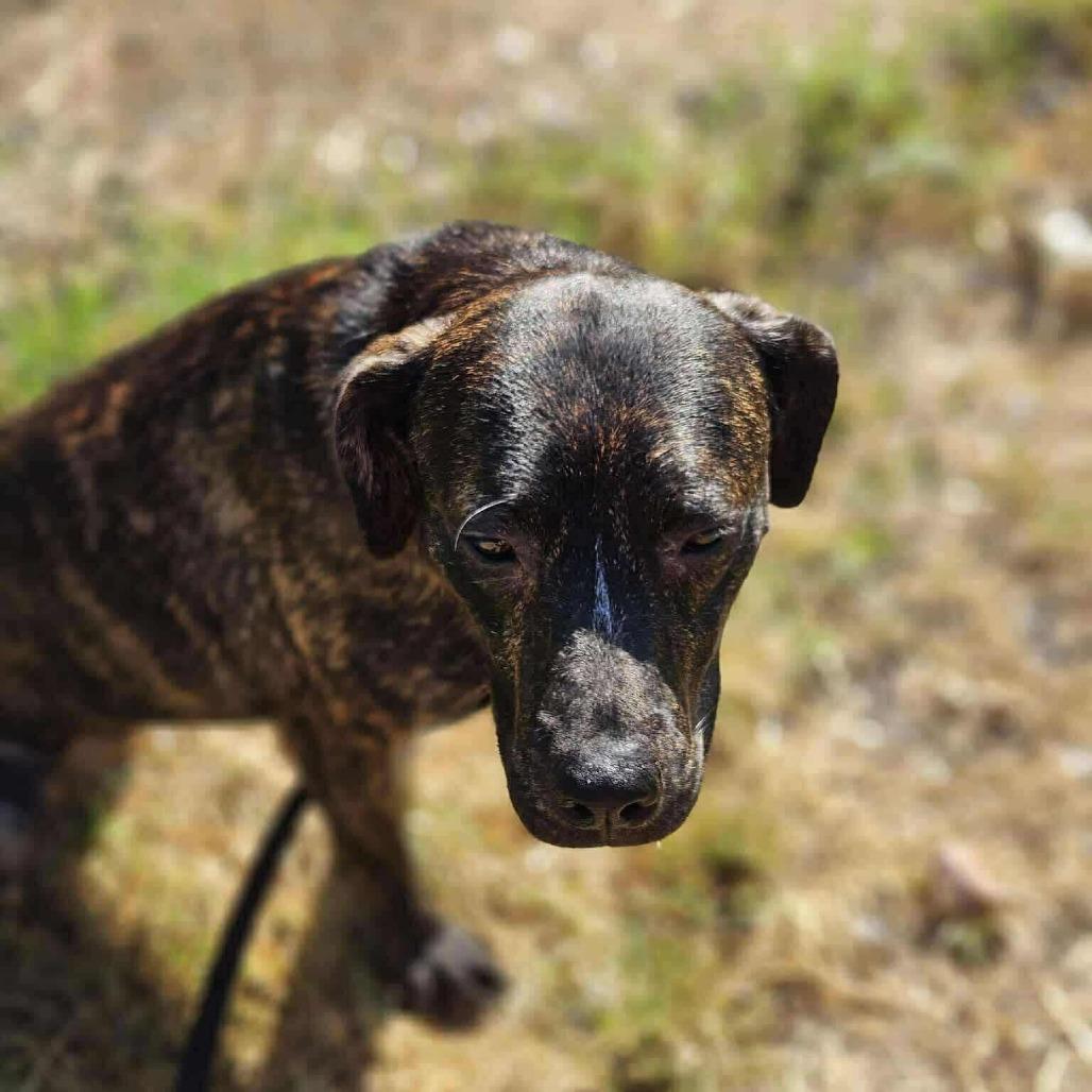 Enlarge Andrea, a Adoptable Mixed Breed in Perryville, AR image 3/3
