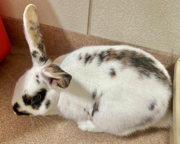 Enlarge Shortcake, a Adoptable mixed breed in Novato, CA image 1/5