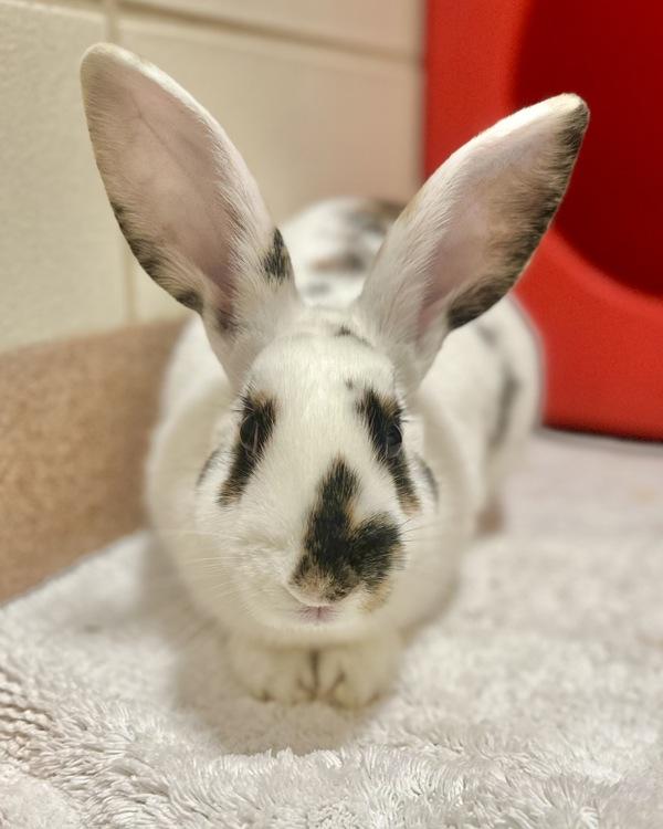 Enlarge Shortcake, a Adoptable mixed breed in Novato, CA image 2/5