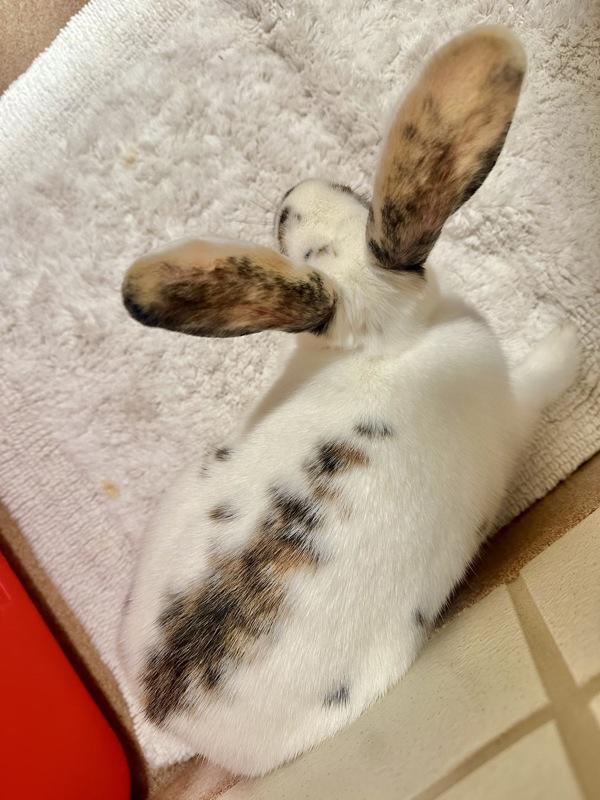 Enlarge Shortcake, a Adoptable mixed breed in Novato, CA image 3/5