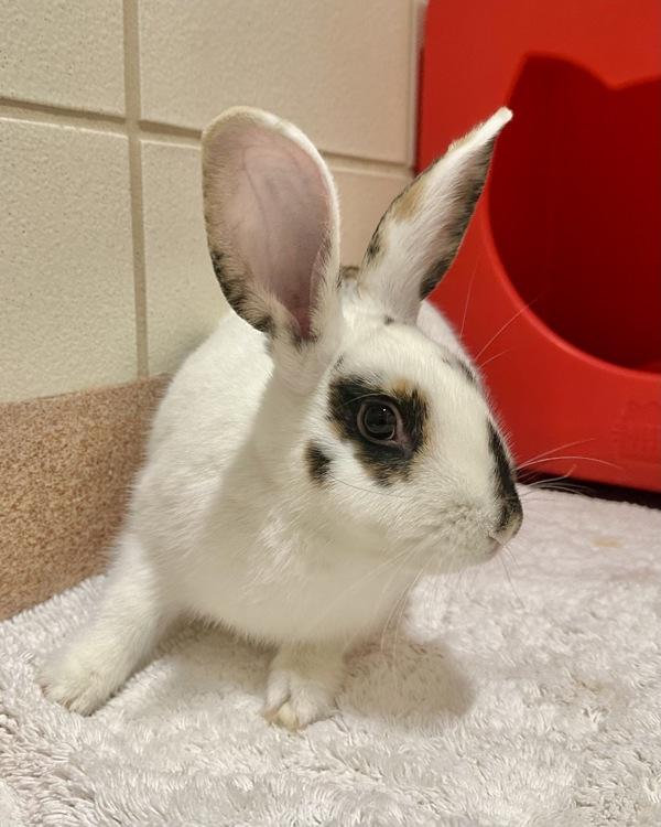 Enlarge Shortcake, a Adoptable mixed breed in Novato, CA image 4/5