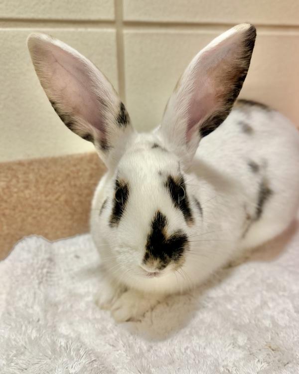 Enlarge Shortcake, a Adoptable mixed breed in Novato, CA image 5/5