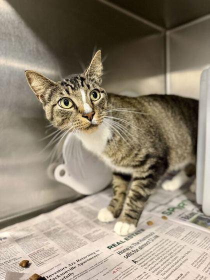 Prince Philip, Adoptable, Adult Male Domestic Short Hair & Domestic Short Hair.