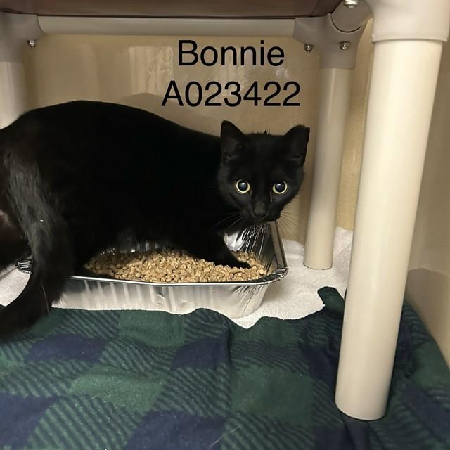 Enlarge BONNIE, a Adoptable Domestic Short Hair in Lincolnton, NC image 1/1