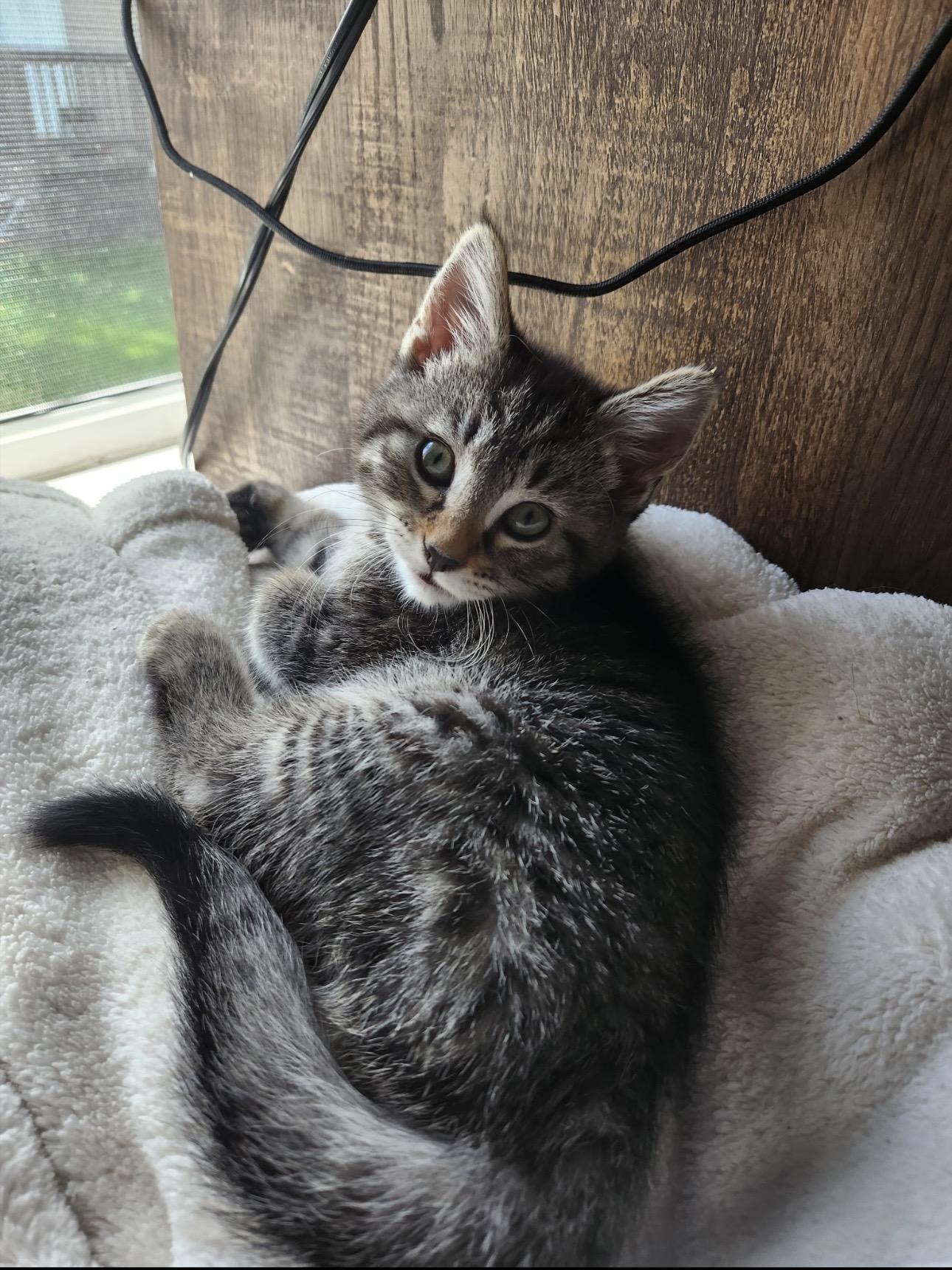 Enlarge Jade, a Adoptable Domestic Short Hair in Rochester Hills, MI image 3/3