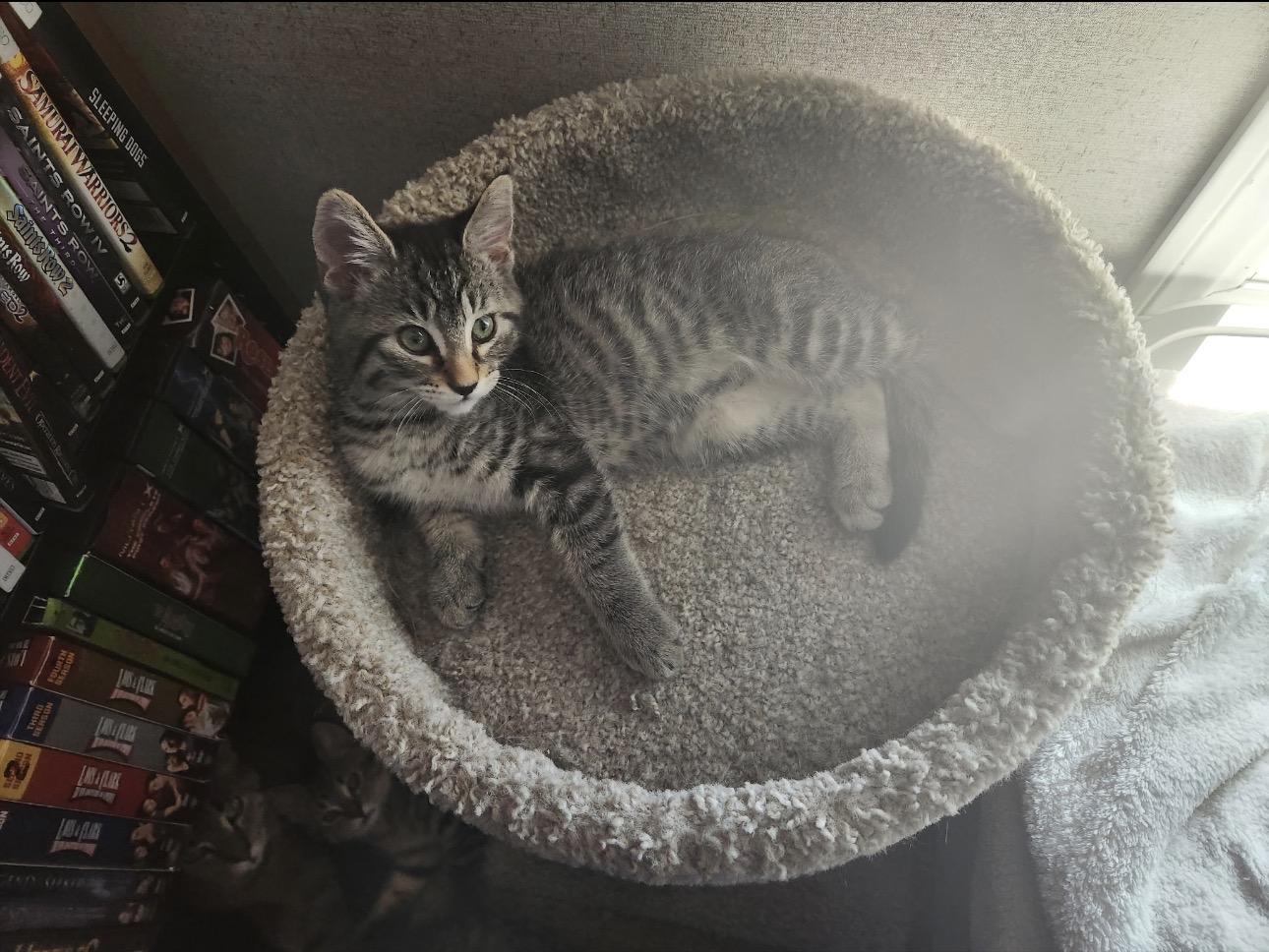 Enlarge Jade, a Adoptable Domestic Short Hair in Rochester Hills, MI image 2/3