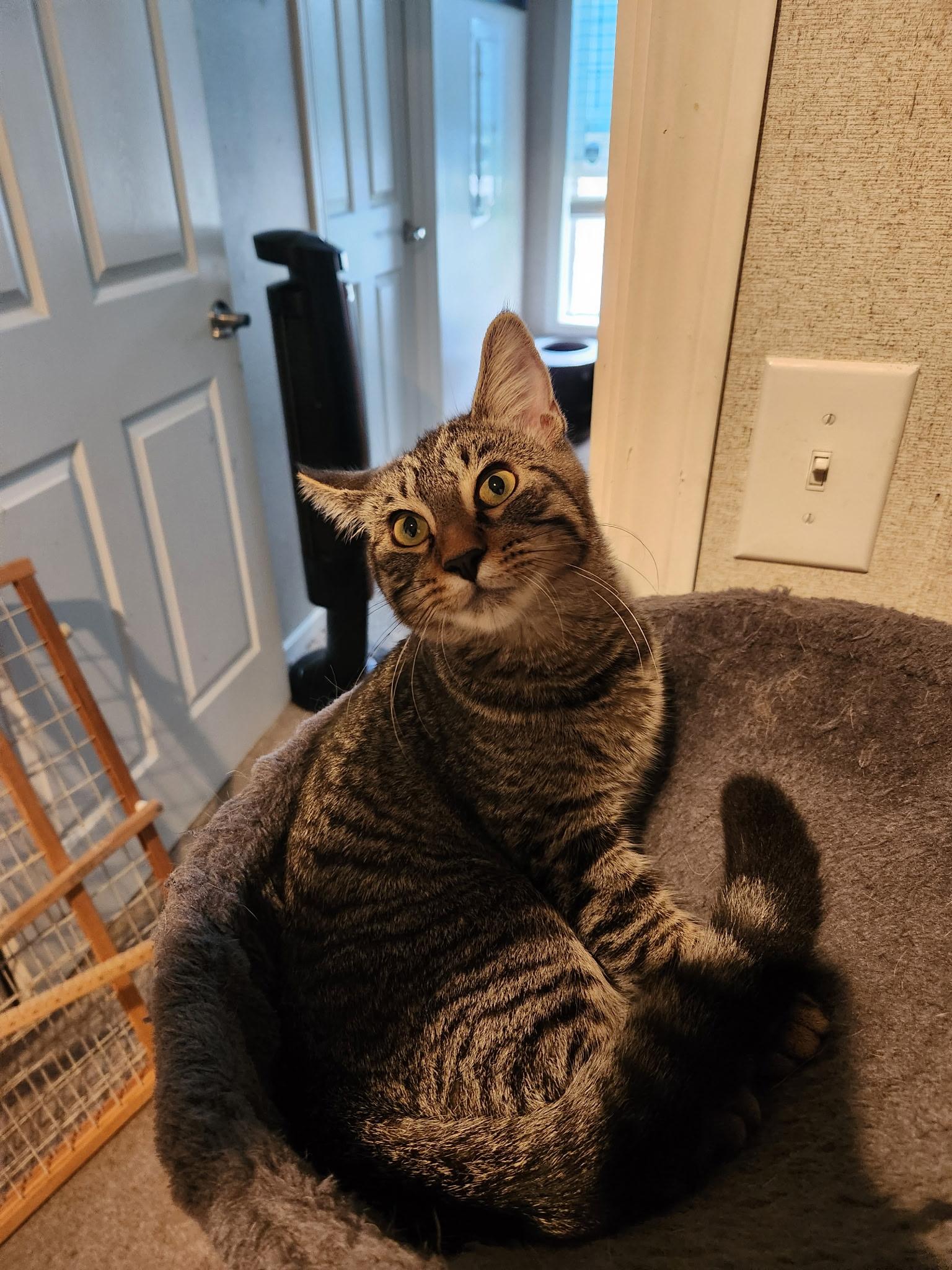 Enlarge Jade, a Adoptable Domestic Short Hair in Rochester Hills, MI image 1/3