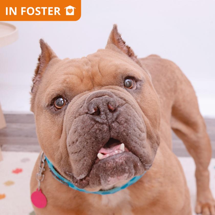Pikachu, a Adoptable mixed breed in Los Angeles, CA image 1/3