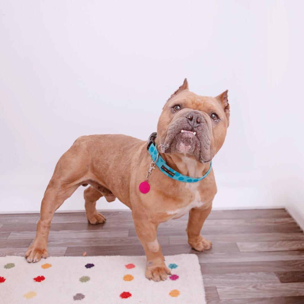 Pikachu, a Adoptable mixed breed in Los Angeles, CA image 3/3