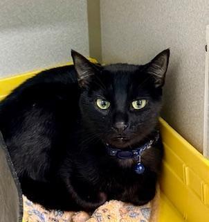 Enlarge Nightrider, a ADOPTABLE Domestic Short Hair in Winter Haven, FL image 1/1