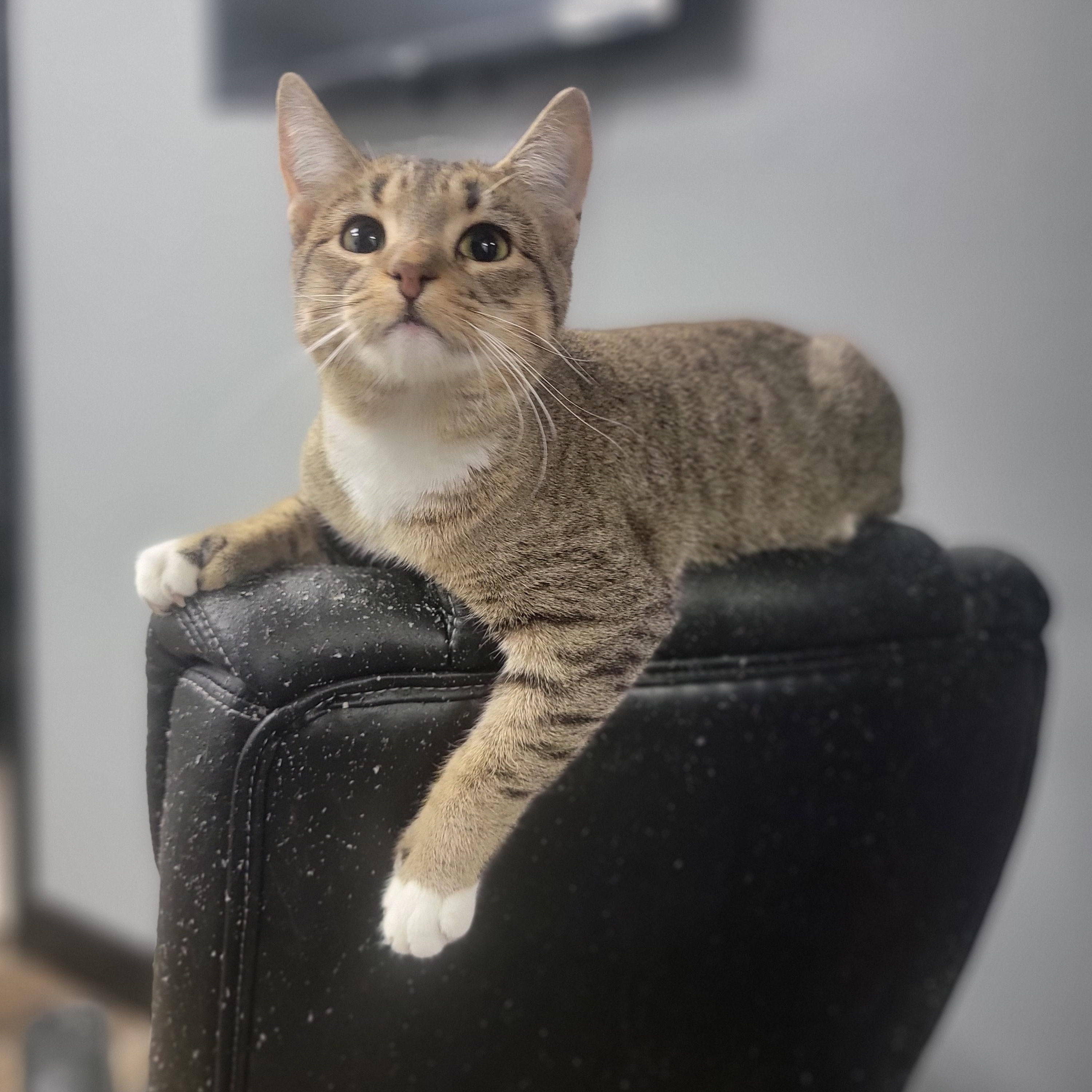 Enlarge Toil, a Adoptable Domestic Short Hair in Fertile, MN image 1/2