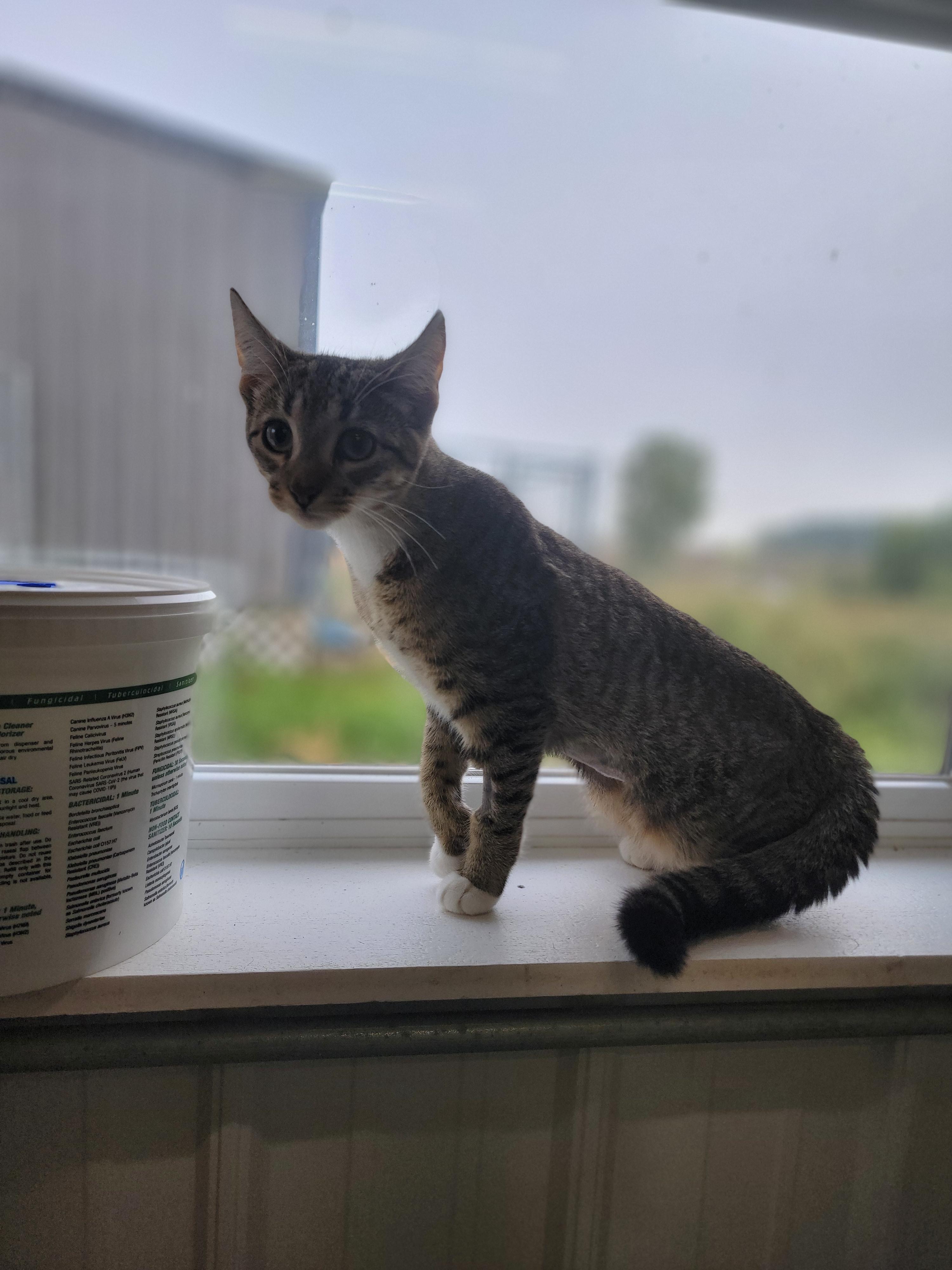 Toil, Adoptable, Young Female Domestic Short Hair.