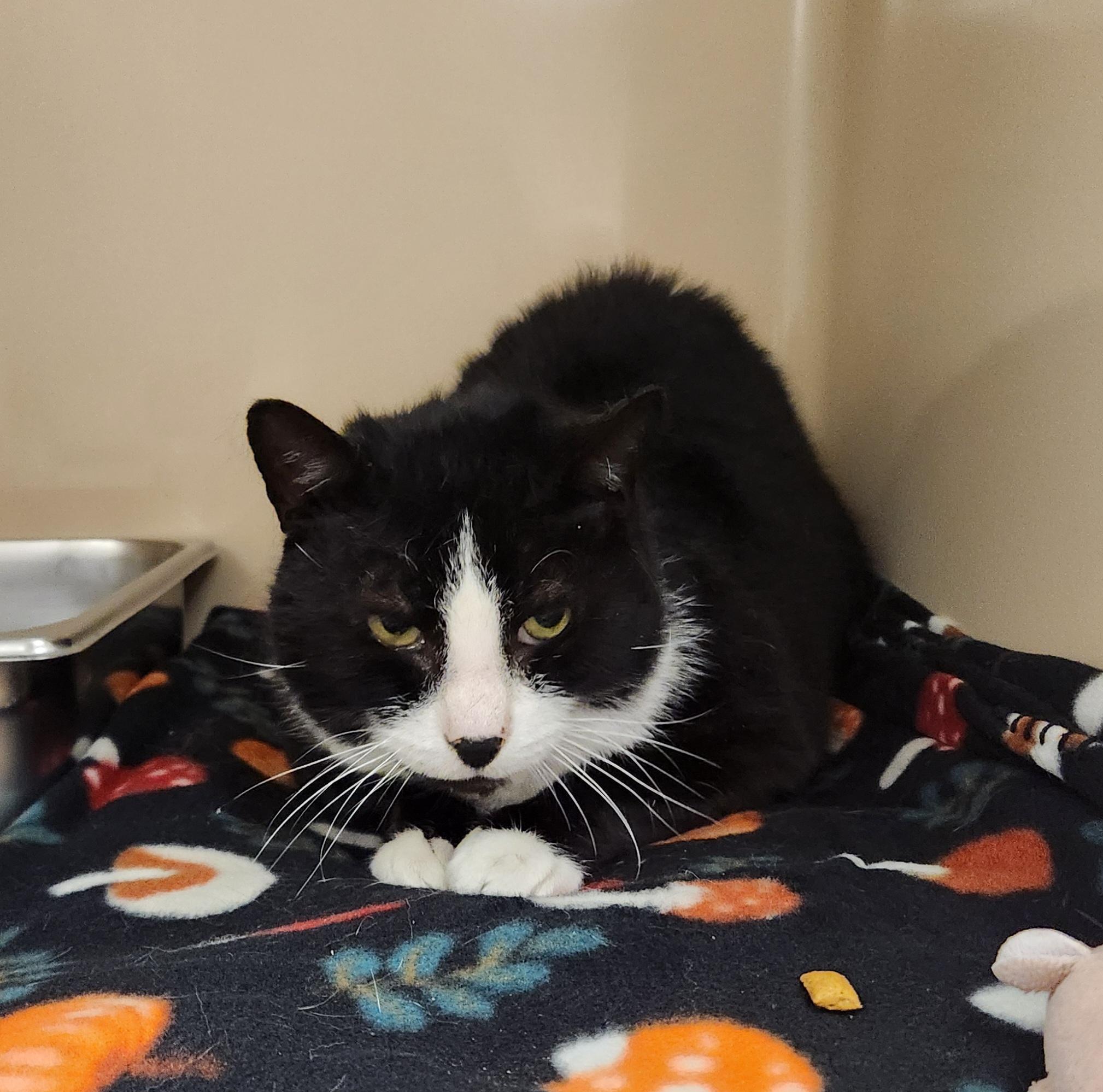 Enlarge Antony, a ADOPTABLE Domestic Short Hair in Clayton, NJ image 1/1